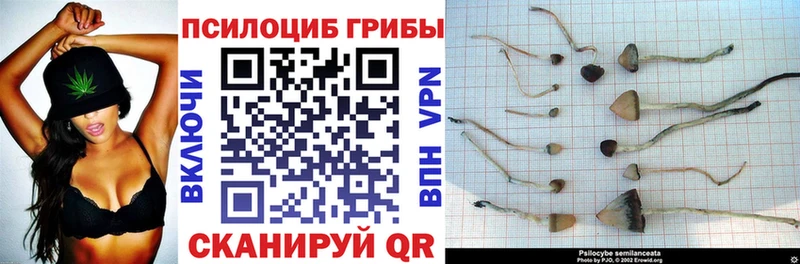 Купить  Старая Русса  Галлюциногенные грибы GOLDEN TEACHER 